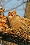 Great Horned Owl