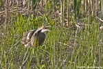 American Bittern