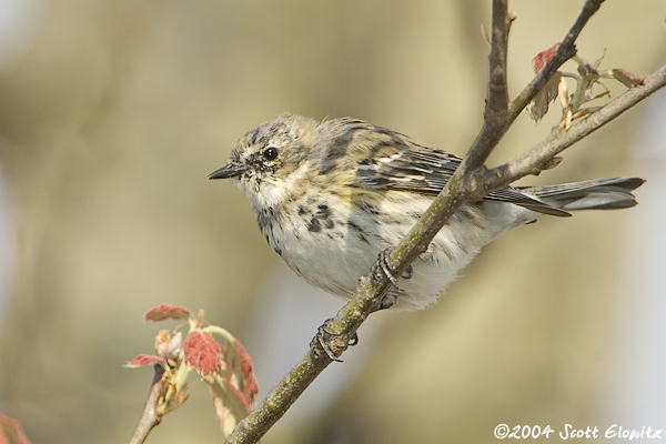 Yellow-rumped Warbler