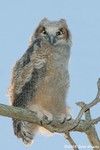 Great Horned Owl