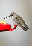 Black-chinned Hummingbird