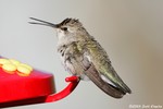 Black-chinned Hummingbird