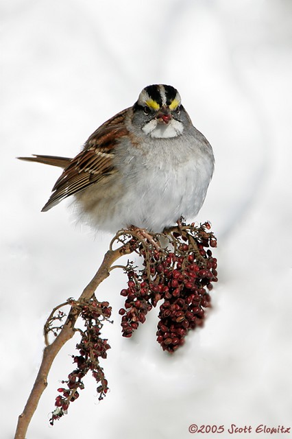 White-throated sparrow