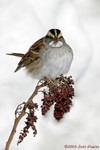 White-throated sparrow