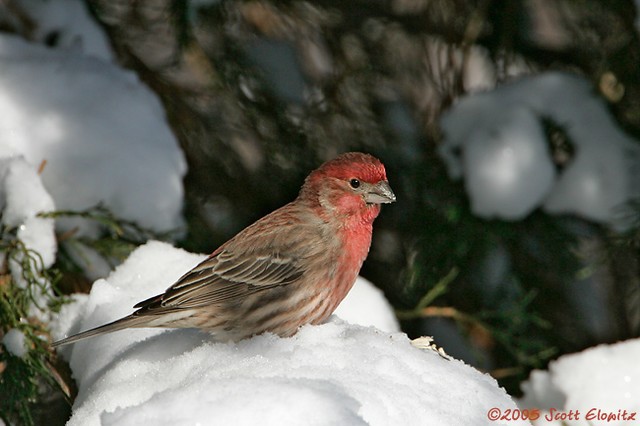 House Finch