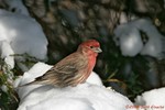 House Finch