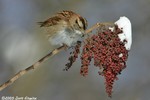 White-throated sparrow