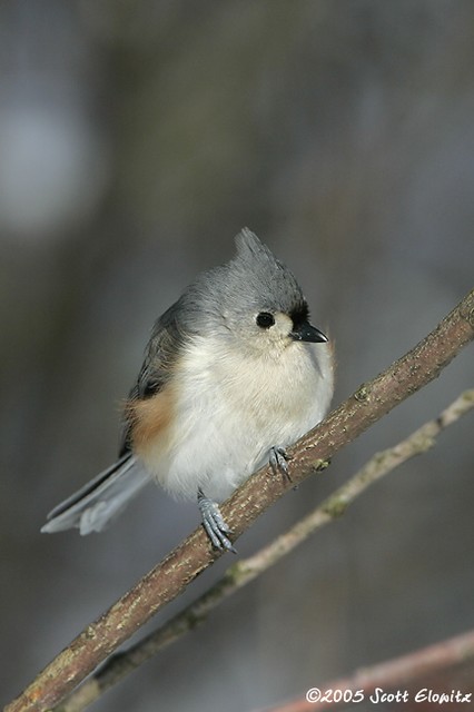 Tufted titmouse