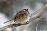 White-throated sparrow