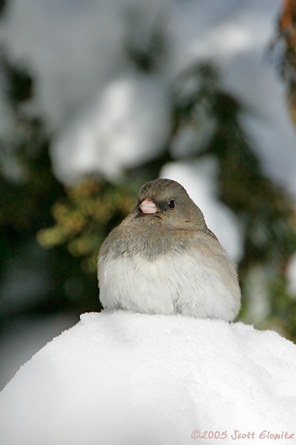 Dark-eyed Junco