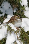 White-throated sparrow