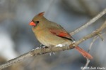 Northern Cardinal