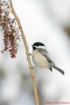 Carolina Chickadee