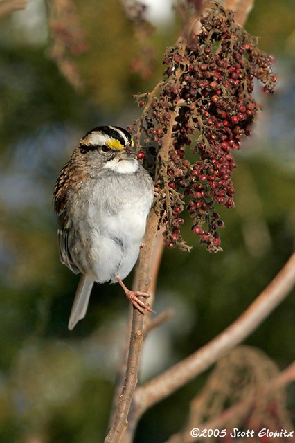 White-throated sparrow