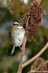 White-throated sparrow