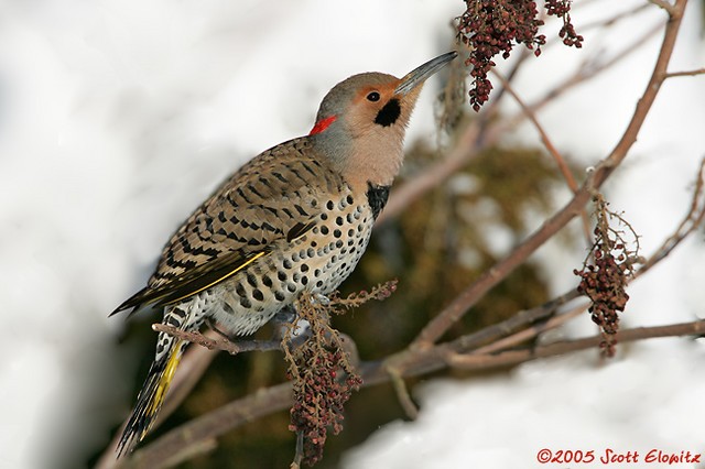 Northern Flicker