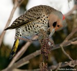 Northern Flicker