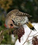 Northern Flicker