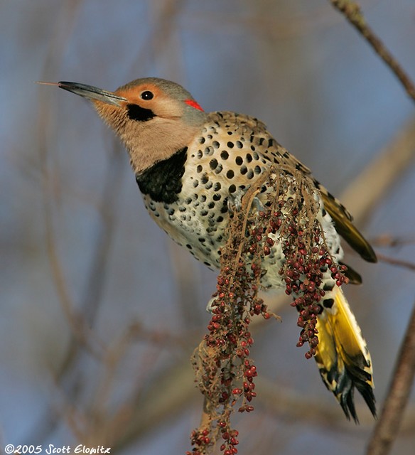 Northern Flicker