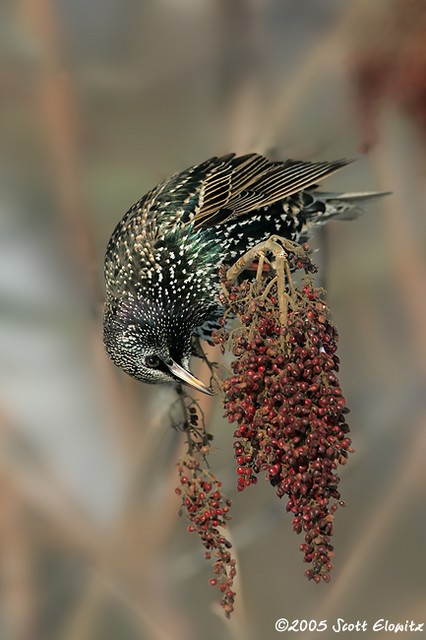 European Starling