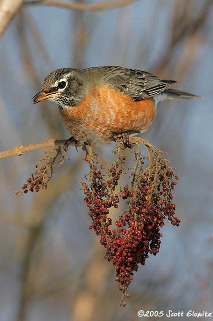 American Robin