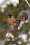 American Robin