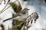 Northern Mockingbird