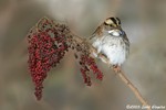 White-throated sparrow