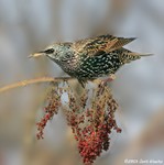 European Starling