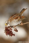 White-throated sparrow