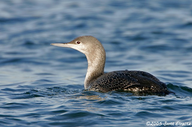 Red-throated Loon