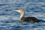 Red-throated Loon