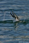 Razorbill