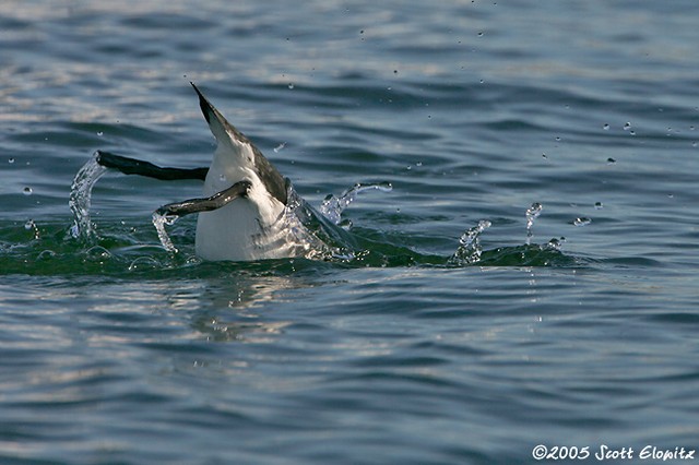 Razorbill