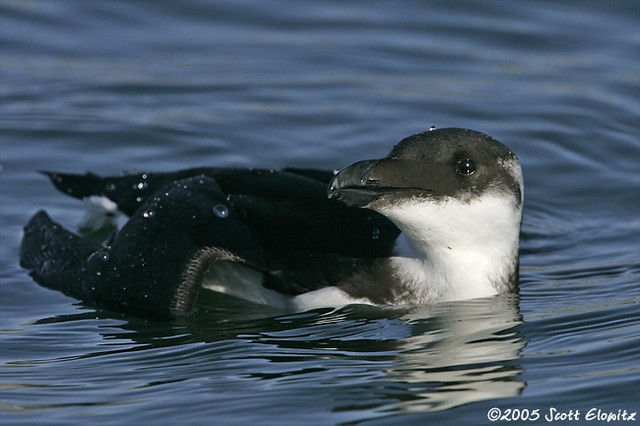 Razorbill