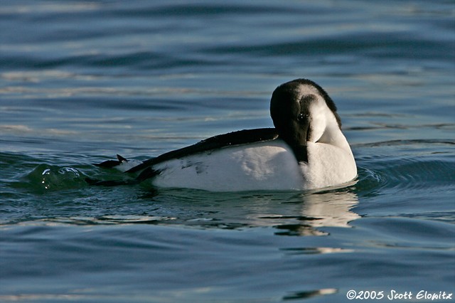 Razorbill