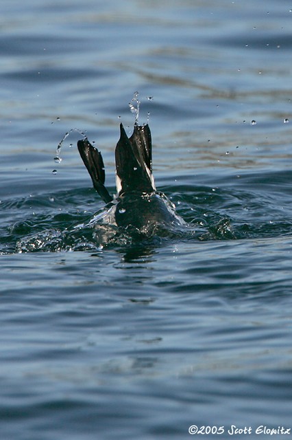 Razorbill