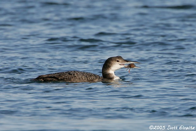 Common Loon