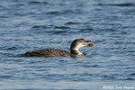 Common Loon