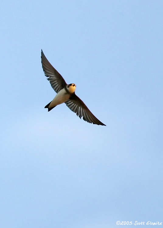 Bank Swallow