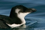 Razorbill