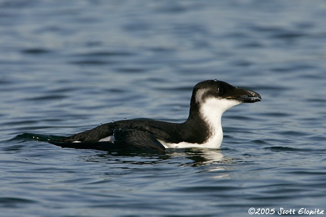 Razorbill