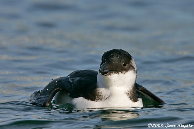 Razorbill