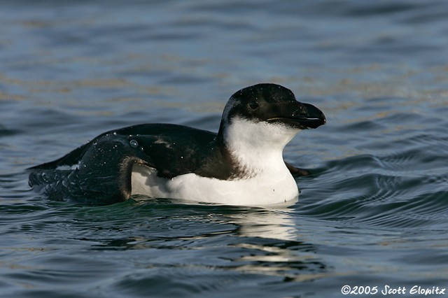 Razorbill