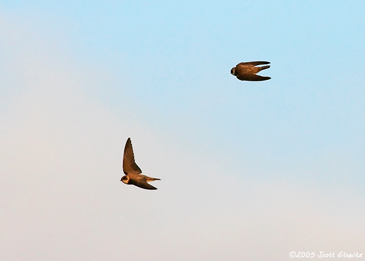 Bank Swallow