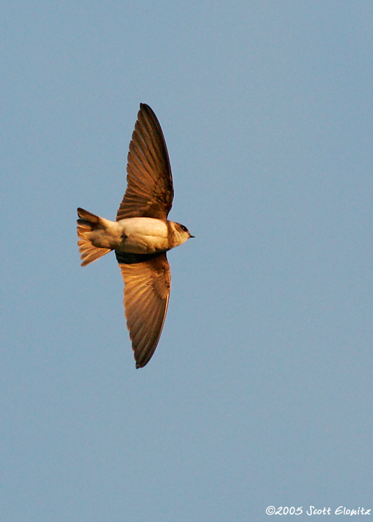 Bank Swallow