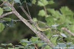 Painted Bunting
female