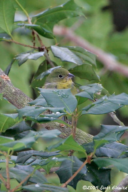 Painted Bunting
female