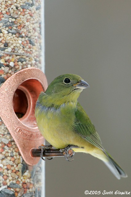 Painted Bunting
female