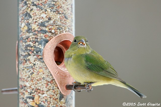 Painted Bunting
female